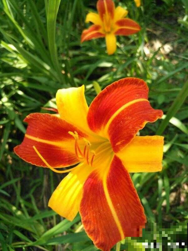 1种花名叫六出花，叶子像百合，花朵像杜鹃，真美！