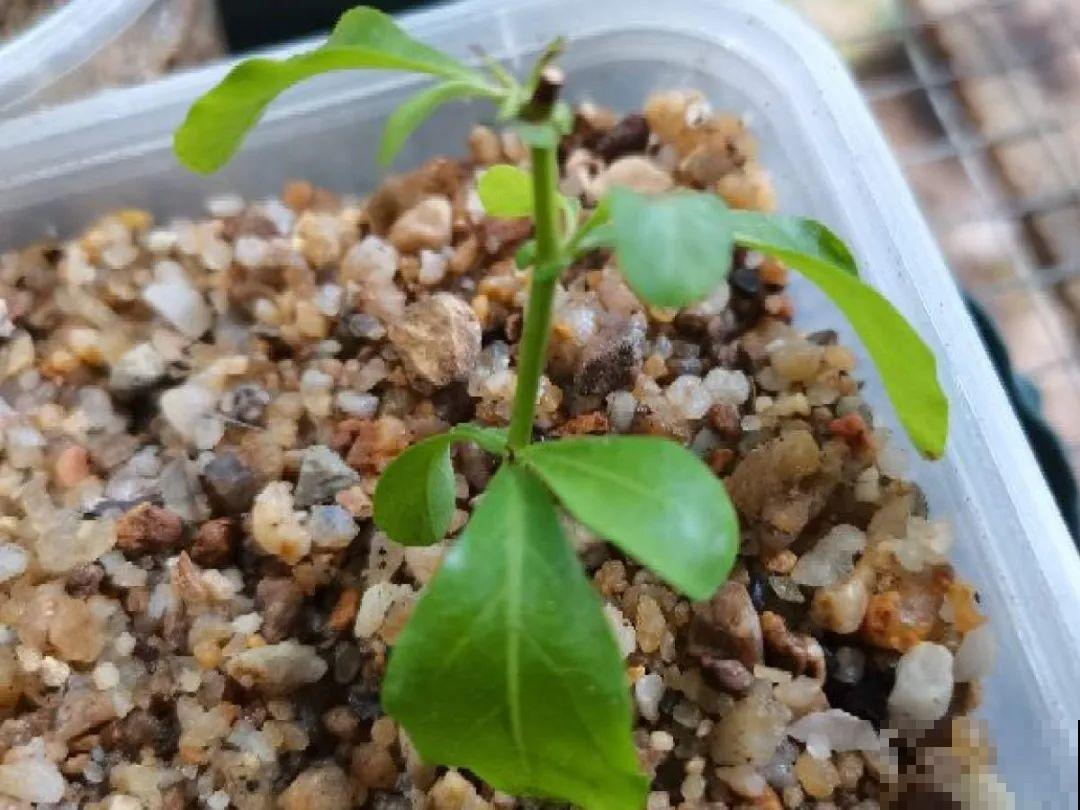 7种“落地生根”花,春天多插几棵,成活率特别高 7种“落地生根”花,春天多插几棵,成活率特别高