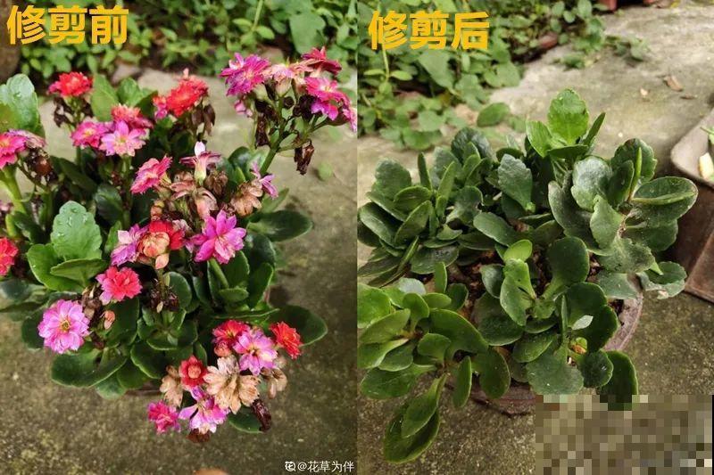 花开完了,别急着扔,好好养还能活几十年 花开完了,别急着扔,好好养还能活几十年