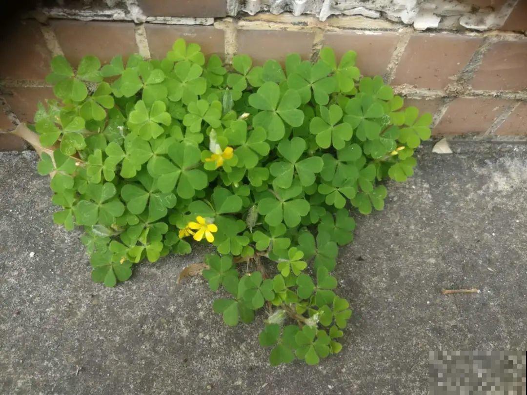 院子长出9种草，看到就铲除，留着就是大祸害