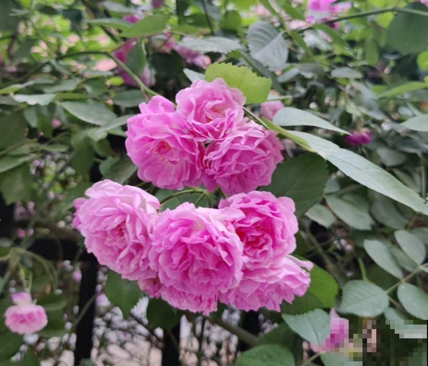 80种常见花卉，读过后，花名难不倒你