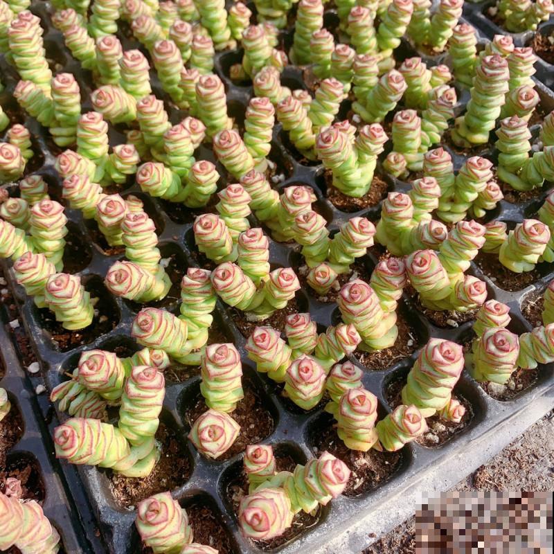 家里养盆招财多肉，颜色鲜艳喜庆，越养越喜欢