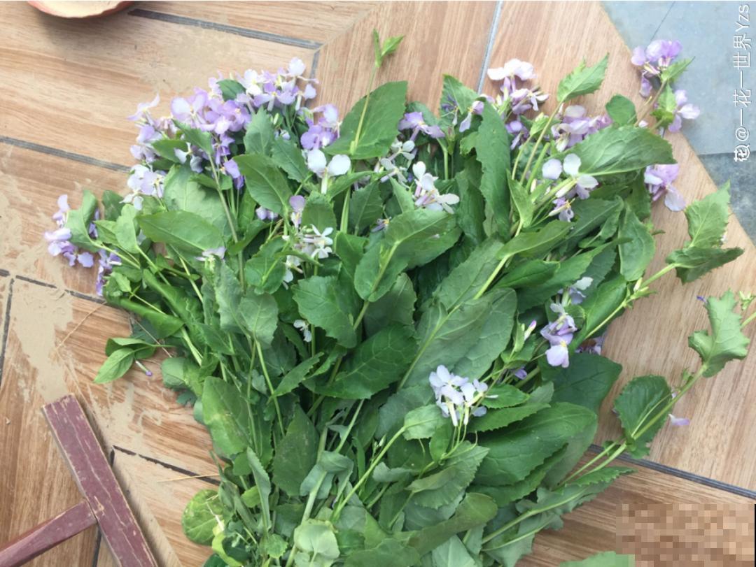 春天的野菜大全,小心辨认,千万别挖错了 春天的野菜大全,小心辨认,千万别挖错了