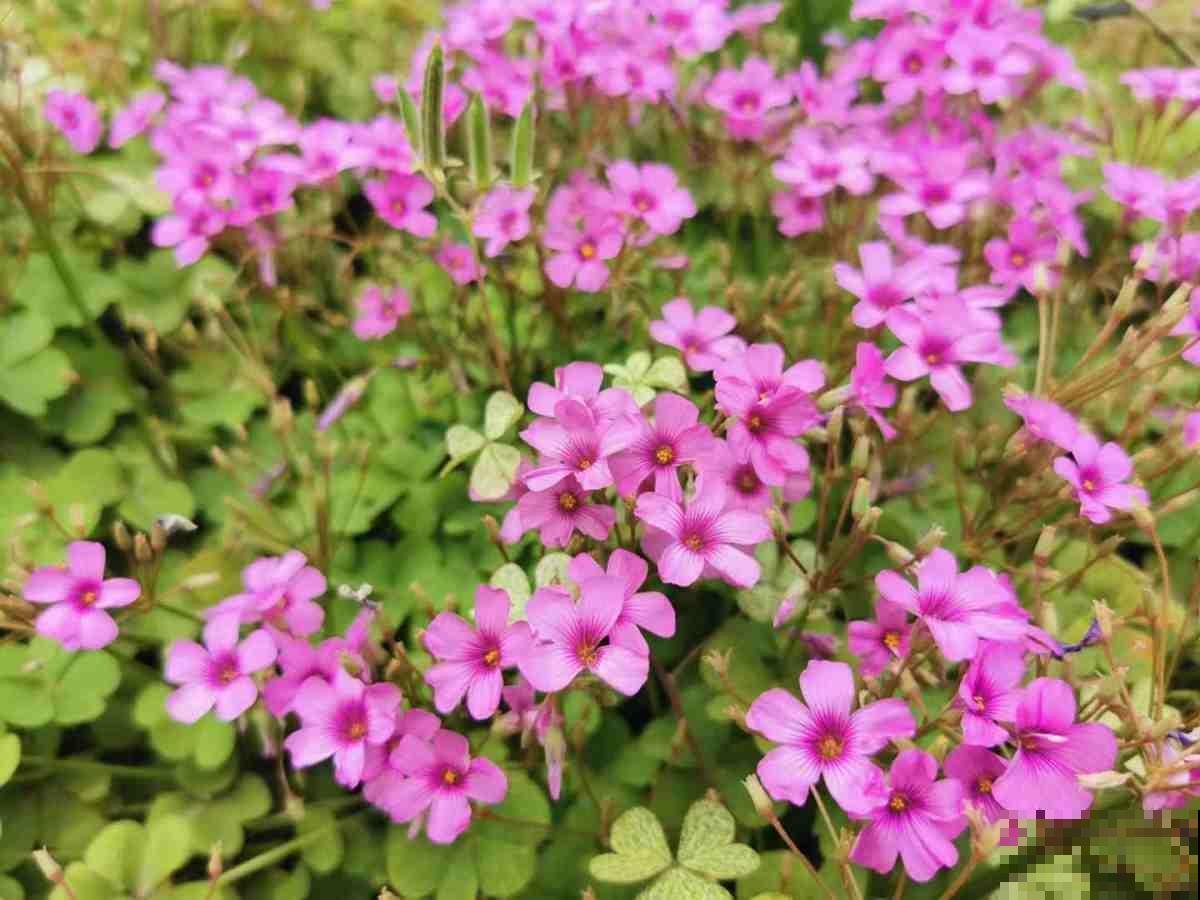 4种花是大水缸，一天不浇水，马上蔫给你看