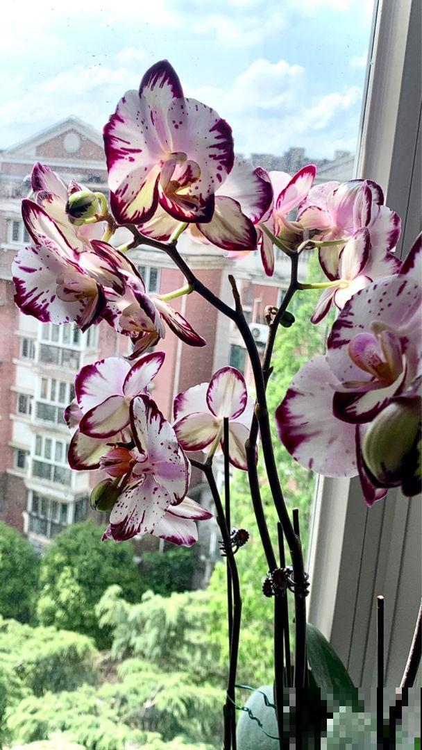 花总是被养死，不如养盆“永生花”，省心还好看