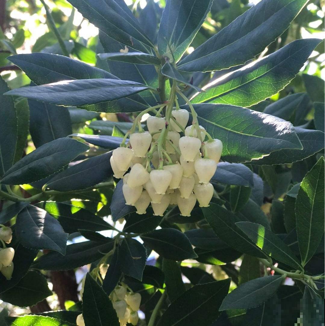 一种花名叫“马醉木”,开花是一串“银珍珠”,颜值特高 一种花名叫“马醉木”,开花是一串“银珍珠”,颜值特高