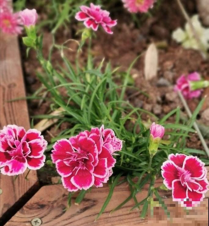 人人都知道的母亲花，开花鲜艳好看，花期超长