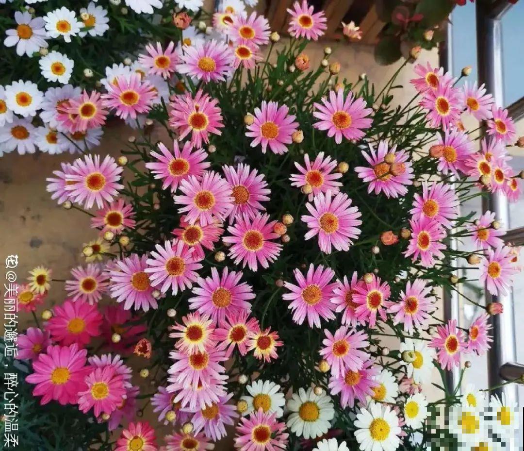 春天养太阳花,猛晒太阳才开花,扦插特好活 春天养太阳花,猛晒太阳才开花,扦插特好活