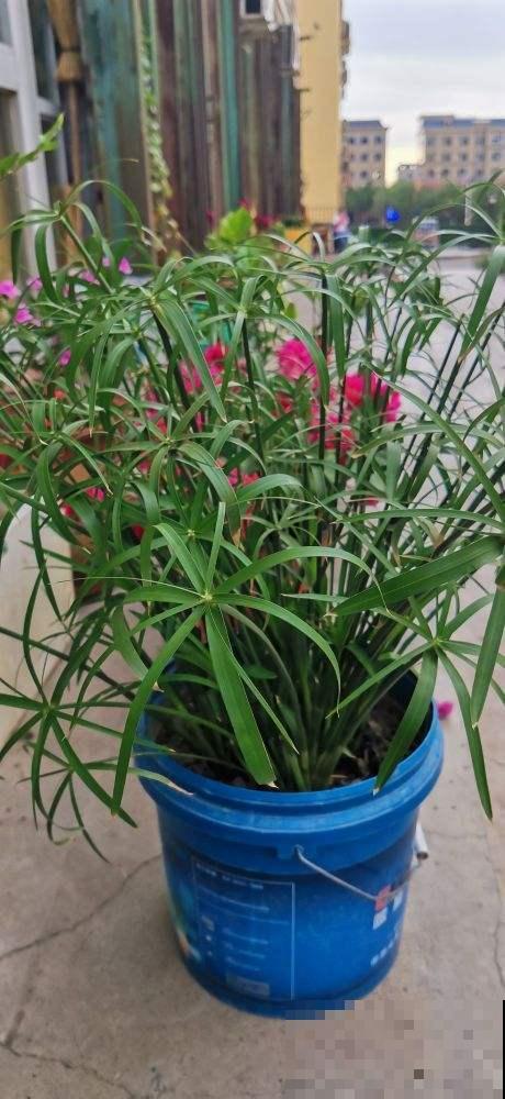 河边常见的3种草，现在都成了网红绿植，养护起来超简单