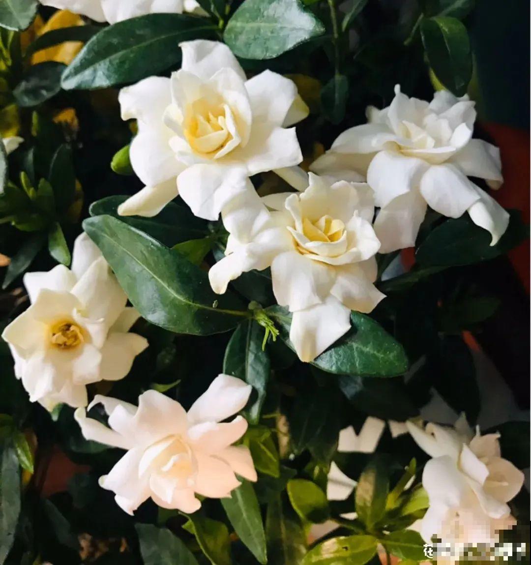 给花浇水掺点白醋，植物根比萝卜还粗，健壮不黄叶