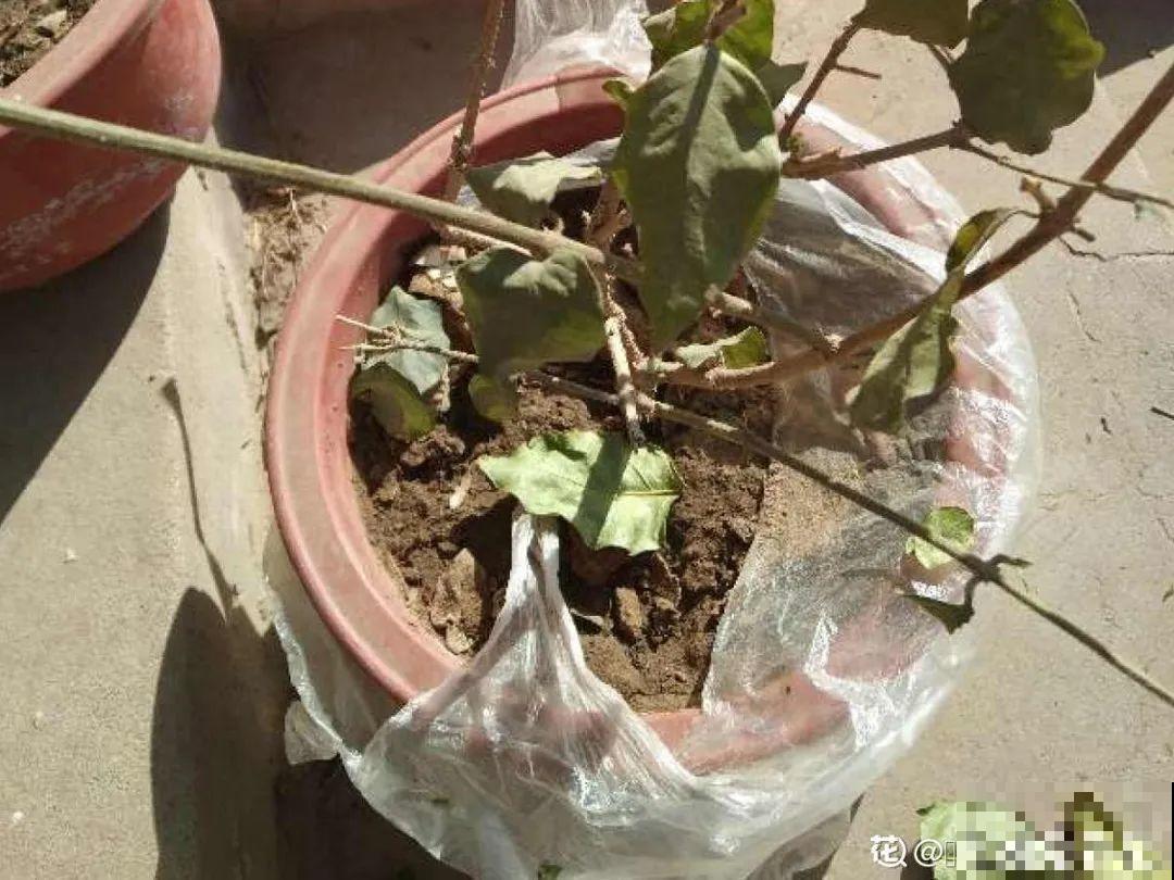 3月份养花,别急着搬出屋外,花容易死翘翘 3月份养花,别急着搬出屋外,花容易死翘翘