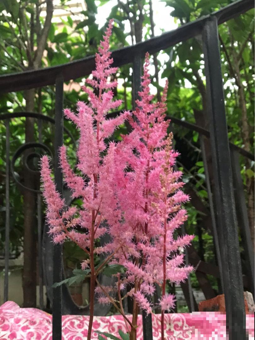 庭院里养些直立植物，院子层次感增强，搭配起来更好看