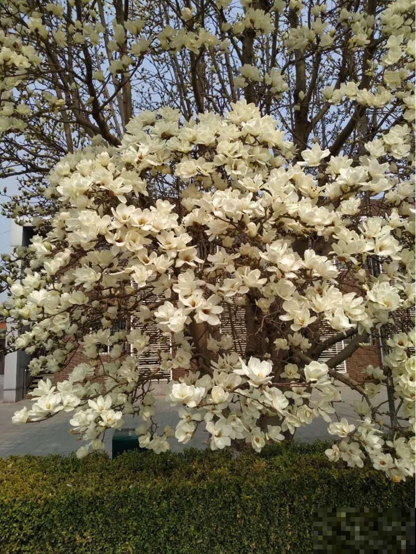 初春4种花，开花香味四溢，满屋子花香味