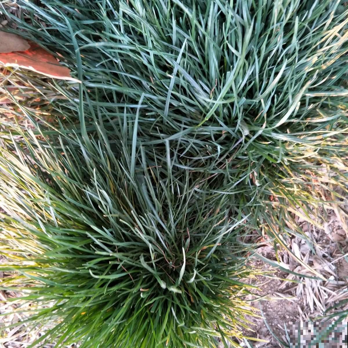 网红花不一定好养,跟风买要慎重,千万别盲目 网红花不一定好养,跟风买要慎重,千万别盲目