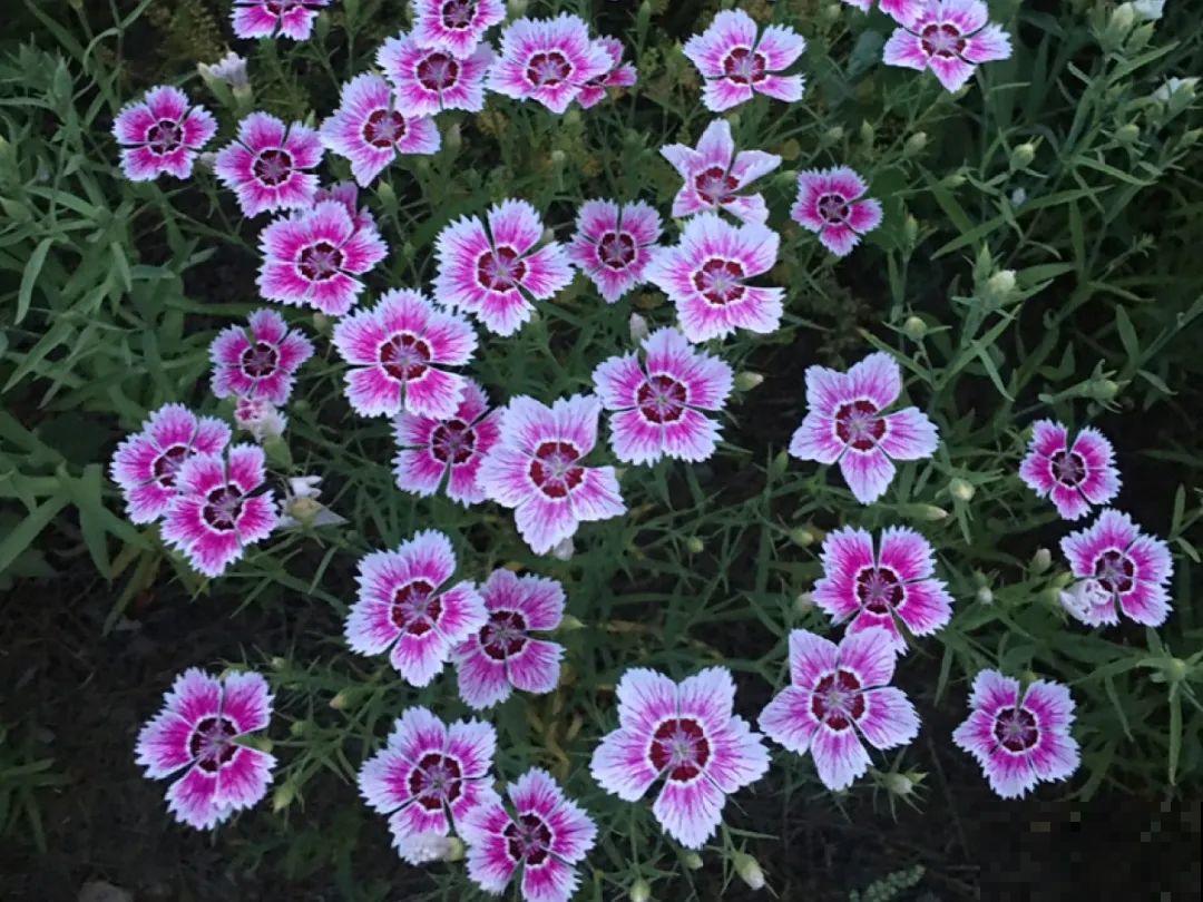 家里养盆“省心”花,自己开花自己结种,不用再买花种了 家里养盆“省心”花,自己开花自己结种,不用再买花种了