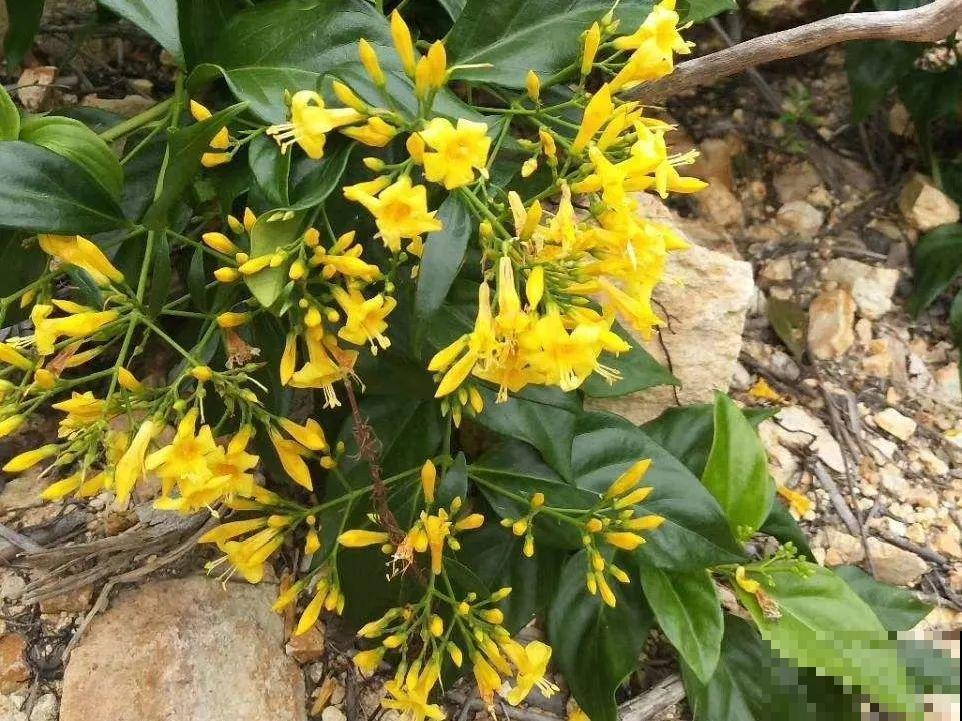 5月出门,收下这份百花图谱,啥花都能叫上名! 5月出门,收下这份百花图谱,啥花都能叫上名!