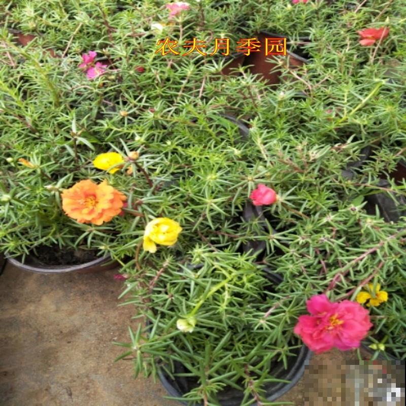 3种花太强悍,钻到墙缝、地缝都能活,夏天照样开花! 3种花太强悍,钻到墙缝、地缝都能活,夏天照样开花!