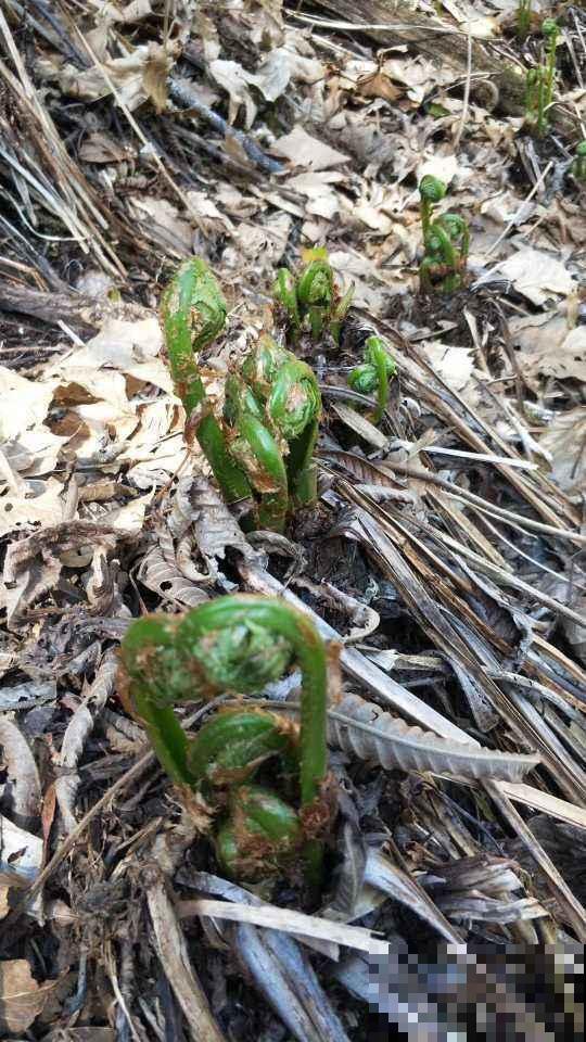 这些“草”其实是野菜，长路边没人要，超市争着买！