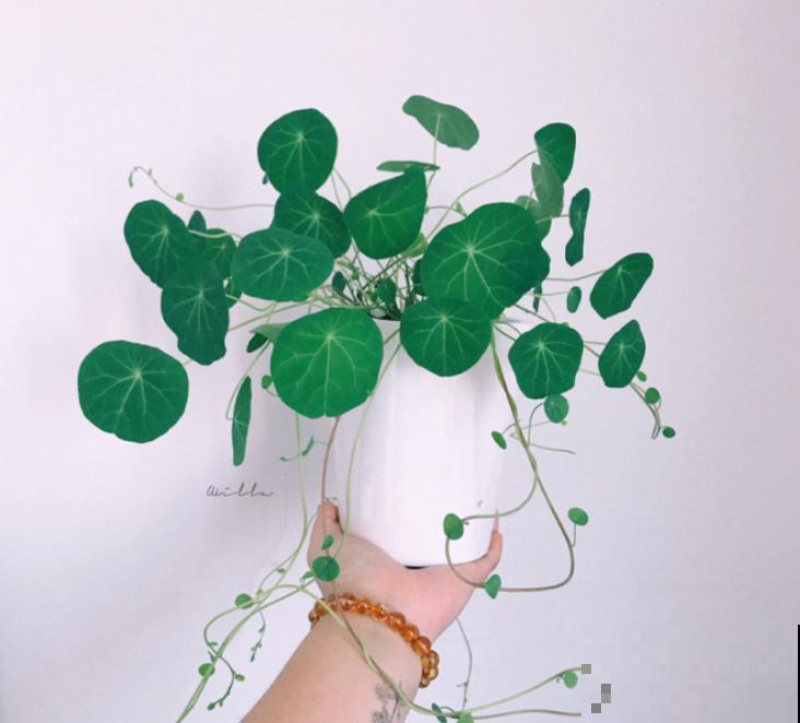 想要山乌龟迅速爬满墙，一定要掌握的4个小技巧，观赏性非常高！