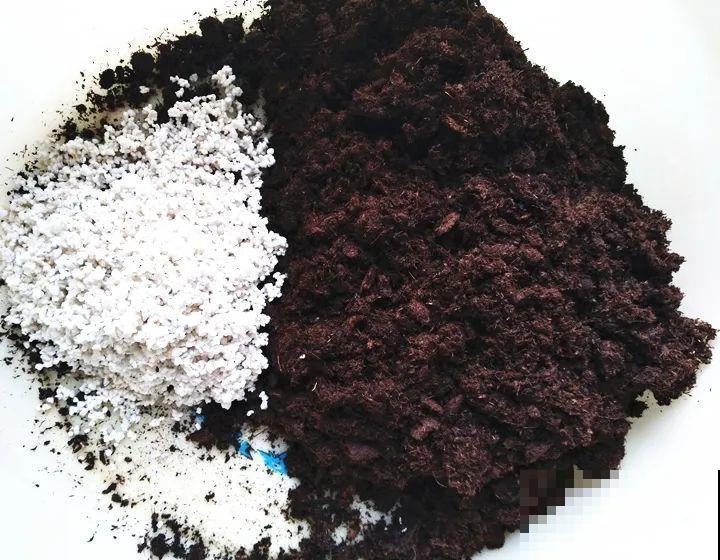 蝴蝶兰现在还不换盆，水苔容易发霉 ，越长越差劲