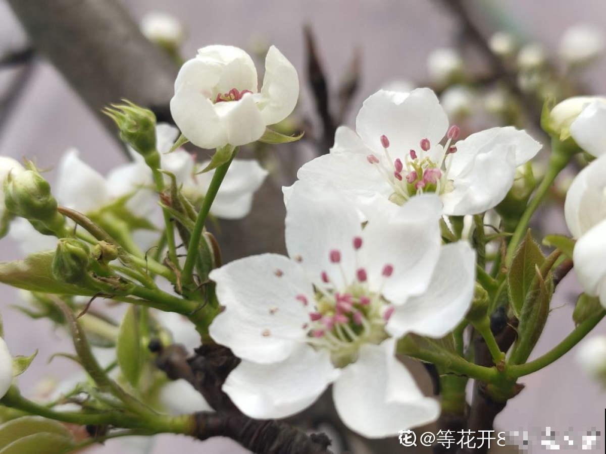 那些花型标准的“五瓣花”，傻傻分不清，记住要点辨认很容易