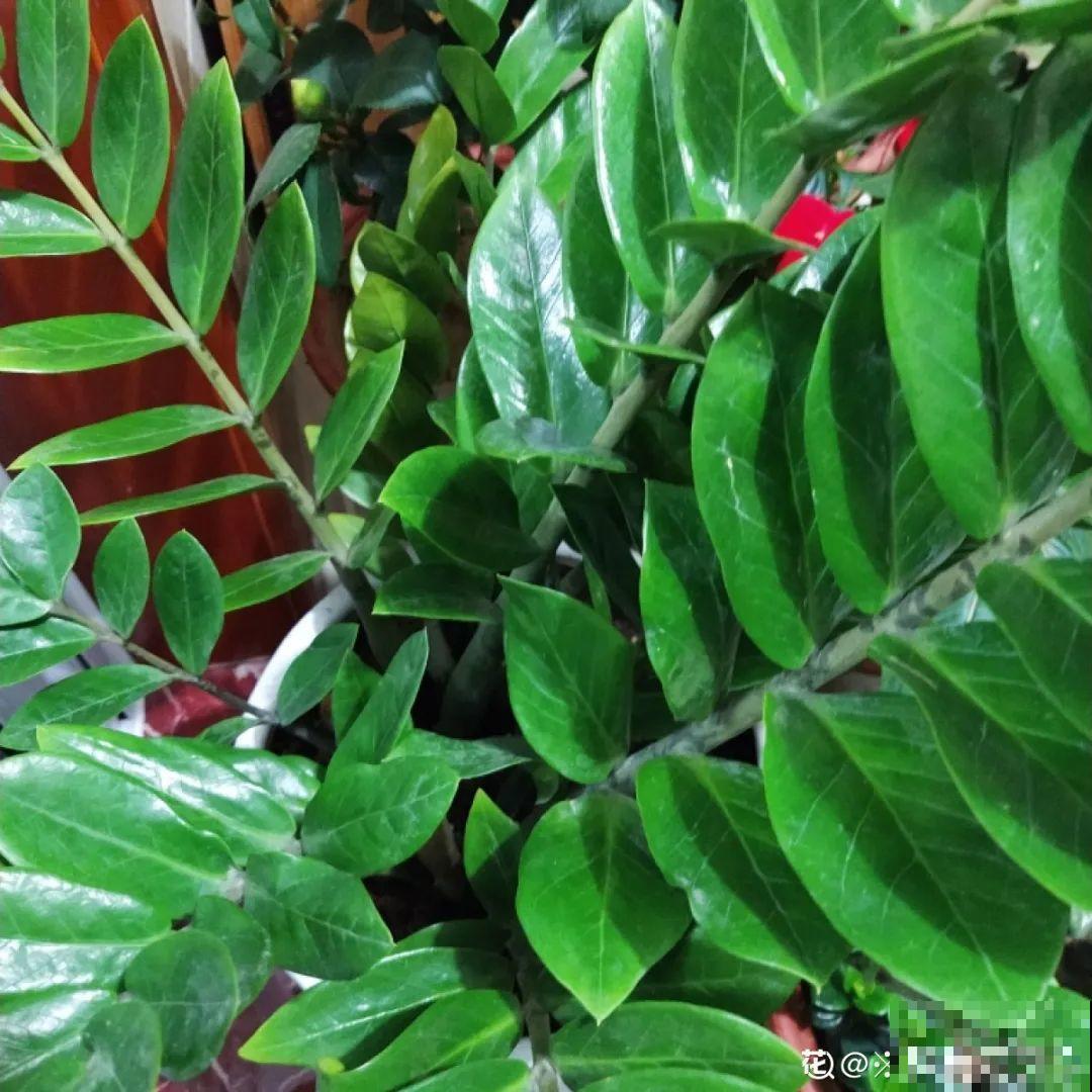 12种花真是太能生，叶子沾土就生根，实在太好活