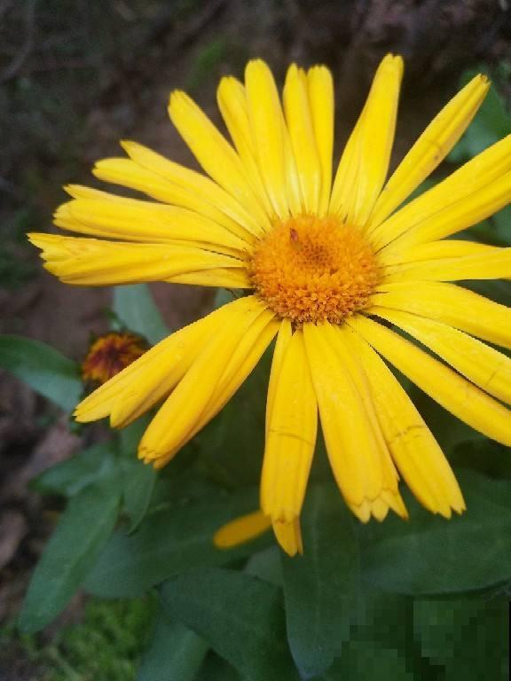 7种“命里带金”的花，在家养一盆，添福有好兆头