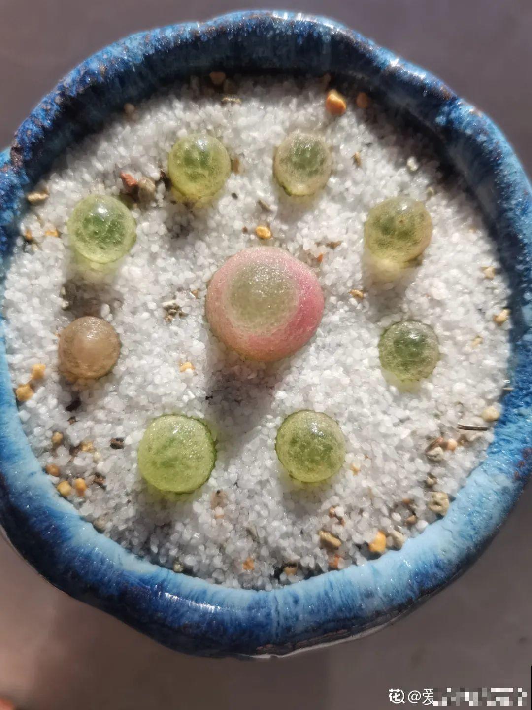 养多肉的人里，有一群“屁股花”爱好者，养的多肉超可爱