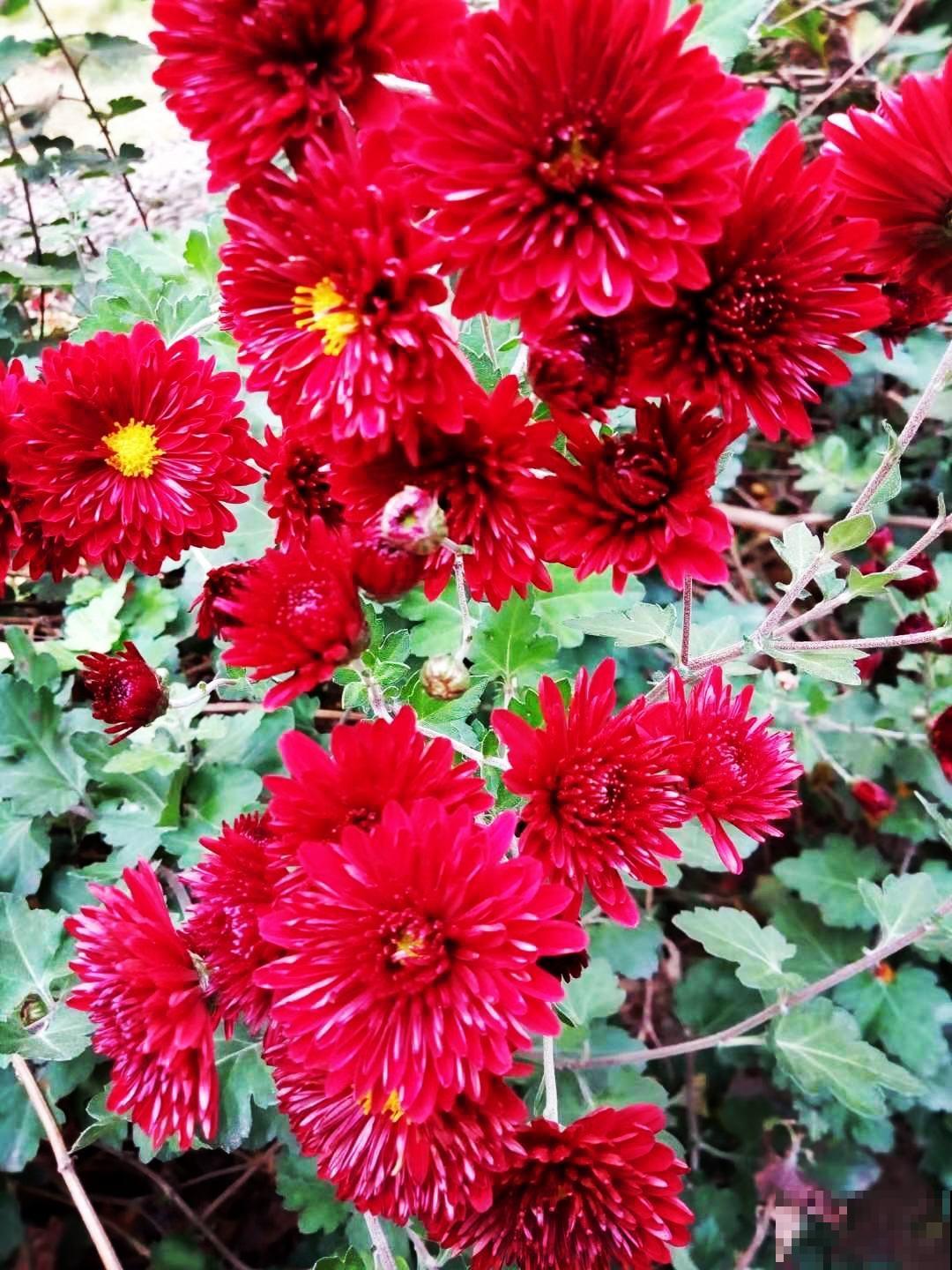 顶住压力买的一楼小院,自从养了花,邻居羡慕得不得了 顶住压力买的一楼小院,自从养了花,邻居羡慕得不得了