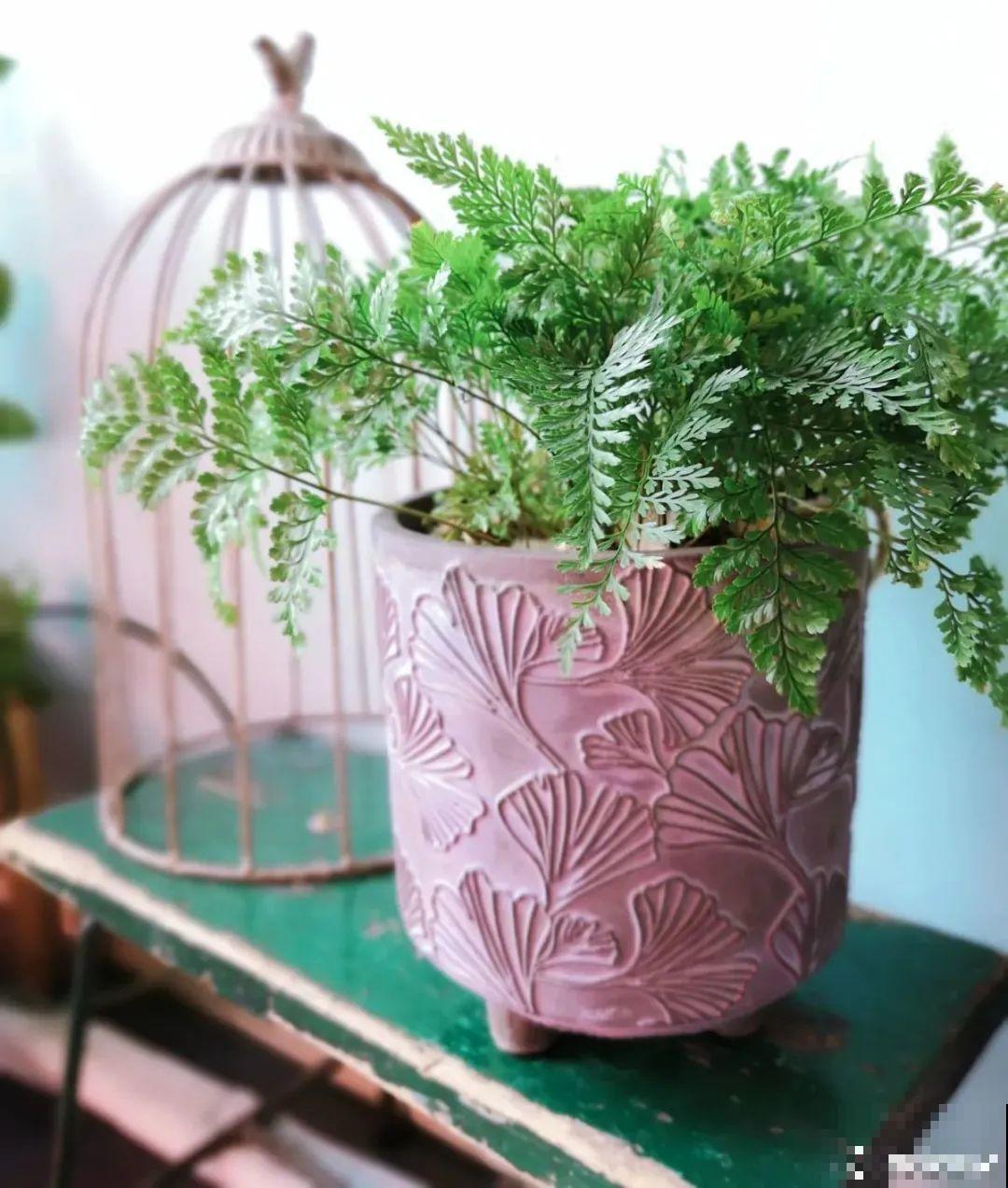 28种耐阴花，没光也能开爆盆，养在家里超有范儿