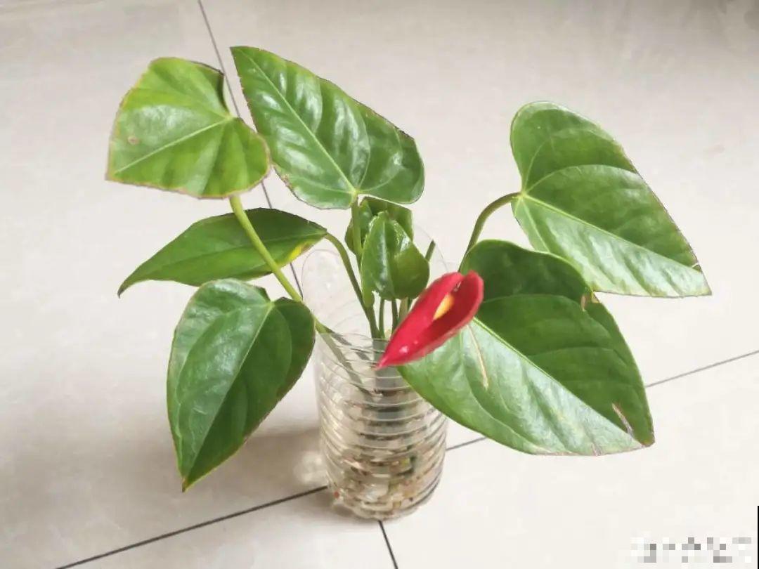 3月份养花,别急着搬出屋外,花容易死翘翘 3月份养花,别急着搬出屋外,花容易死翘翘