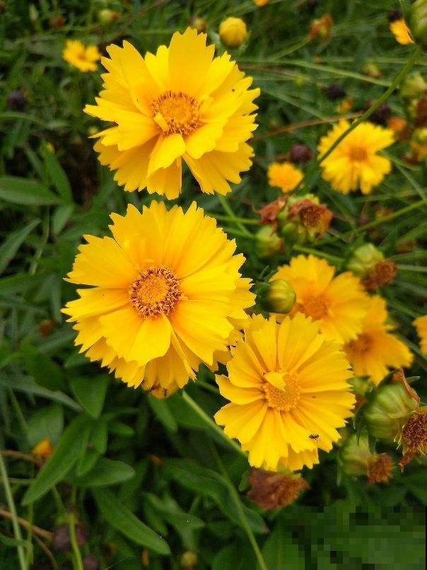 4种花价格便宜,适合种在院子里,春天开满园 4种花价格便宜,适合种在院子里,春天开满园