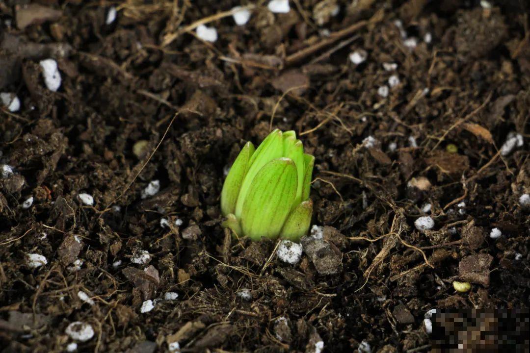8种花开始慢慢睡醒了， 现在长得正旺，多浇水施肥， 开花更多！