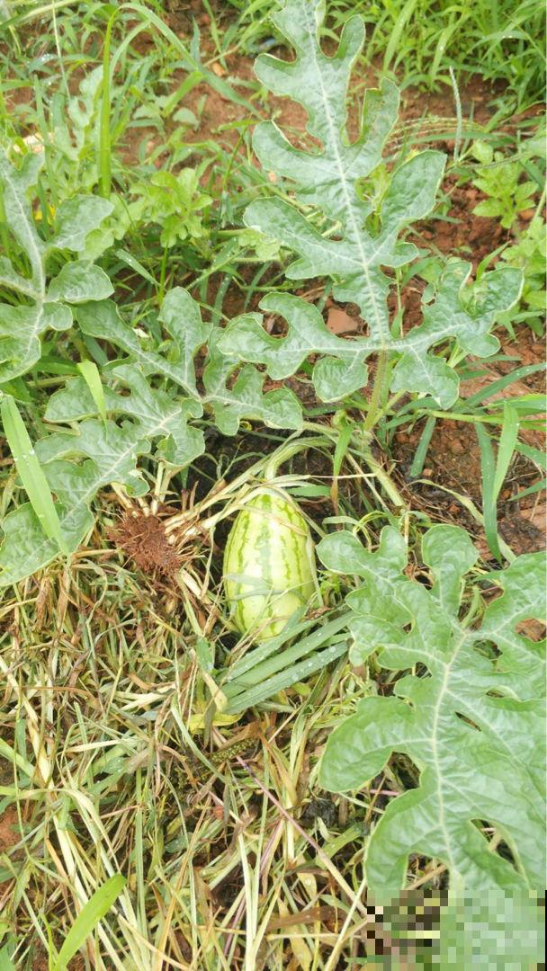 完整攻略教你种西瓜，夏天到了，不出门就能当“吃瓜群众”！