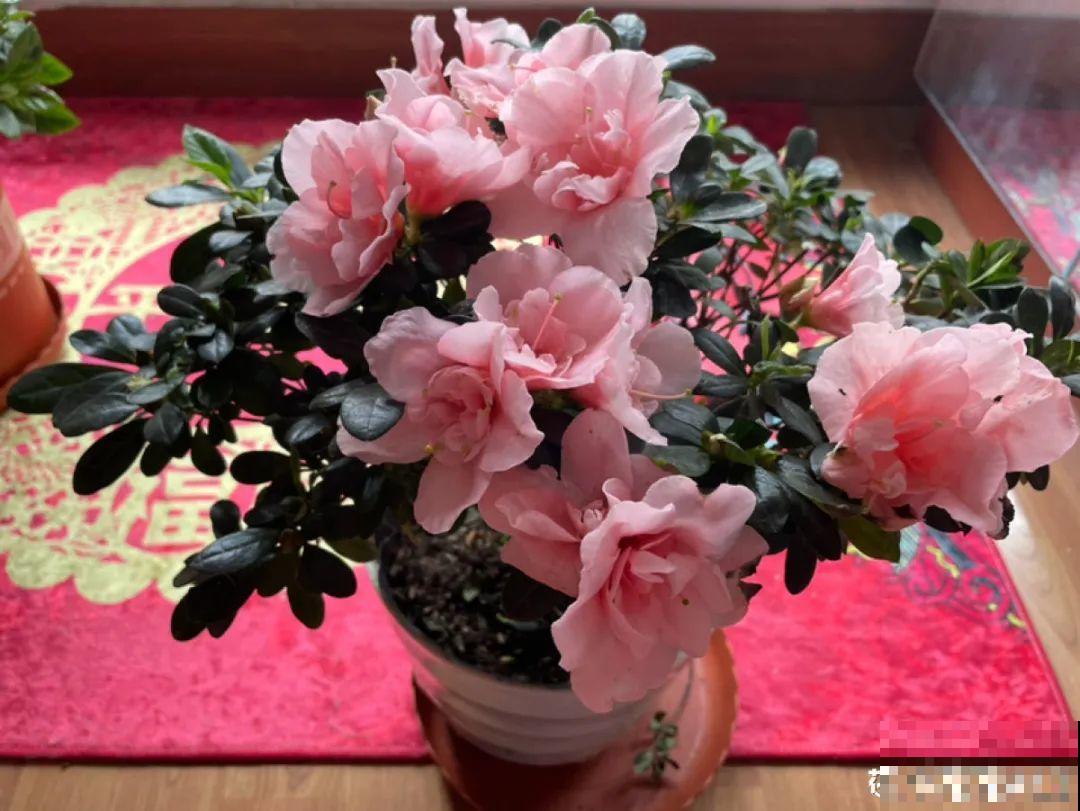 3月份养花,别急着搬出屋外,花容易死翘翘 3月份养花,别急着搬出屋外,花容易死翘翘