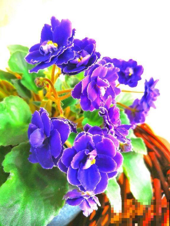 这5种花,没有太阳照样旺,阳台背阴也能养! 这5种花,没有太阳照样旺,阳台背阴也能养!