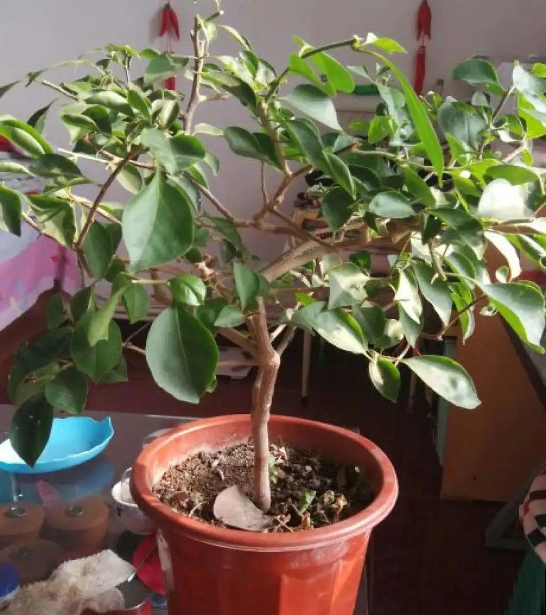 初春浇水要谨慎，浇水浇不对，小心全军覆没