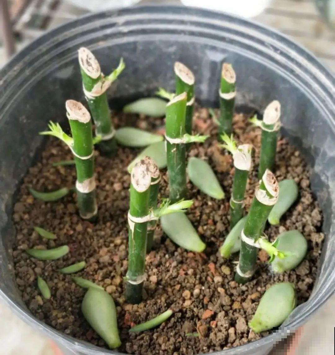 6种花夏天扦插,枝条剁8段、撒土里,3岁小孩都能插活! 6种花夏天扦插,枝条剁8段、撒土里,3岁小孩都能插活!