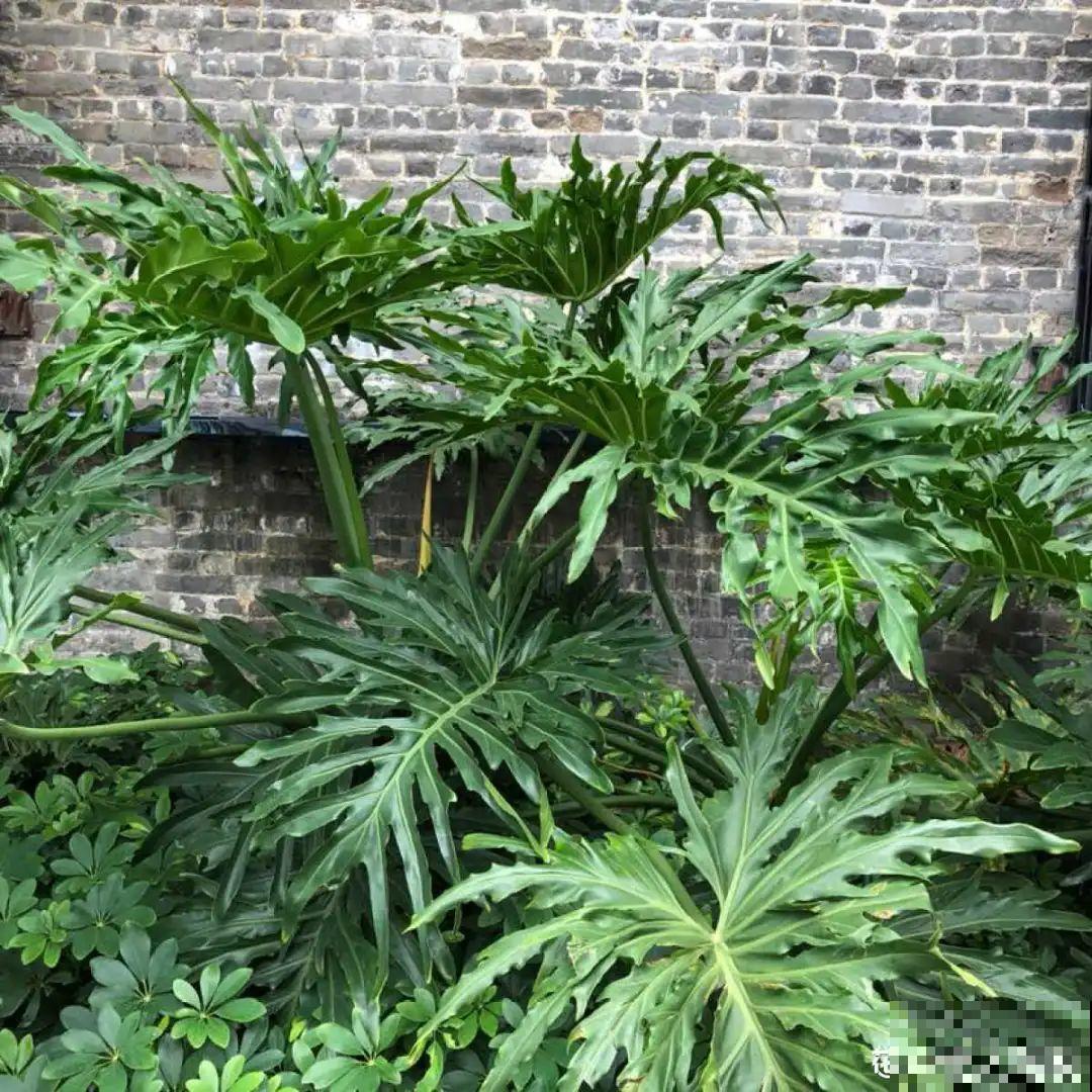 家里养棵“丑八怪”，霸气镇宅，越养越爱