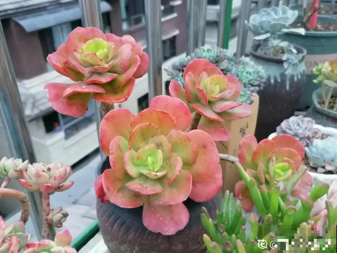 多肉长满白毛须，是个危险信号，要及时处理