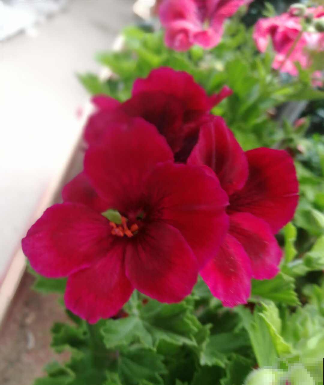 天竺葵开爆盆的技巧，看完轻松养出大花球！