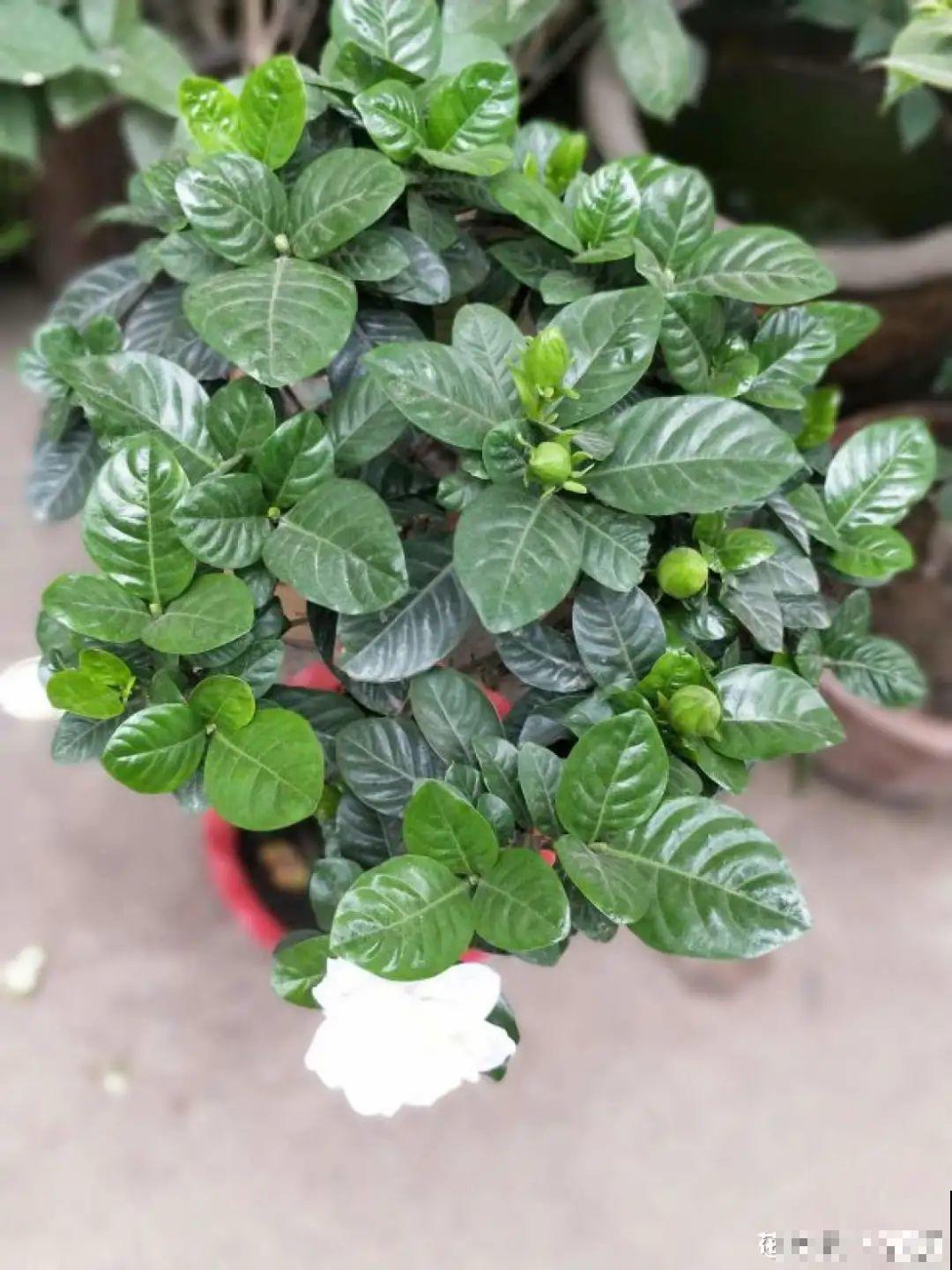 公认的难养花，买一盆死一盆，原来是被动了手脚…