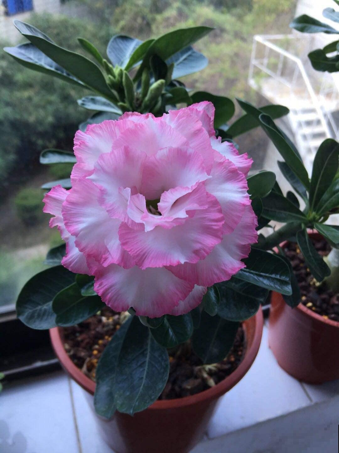 懒人养花选这5种，不用浇水，也呼呼开花！