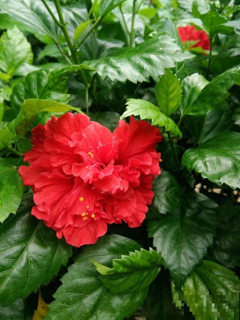 扶桑开花比拳头大，养护注意4点，花苞一个都不掉