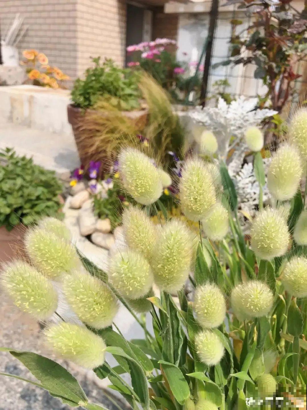 超可爱的小众花，有趣的人都在养，毛茸茸的特可爱