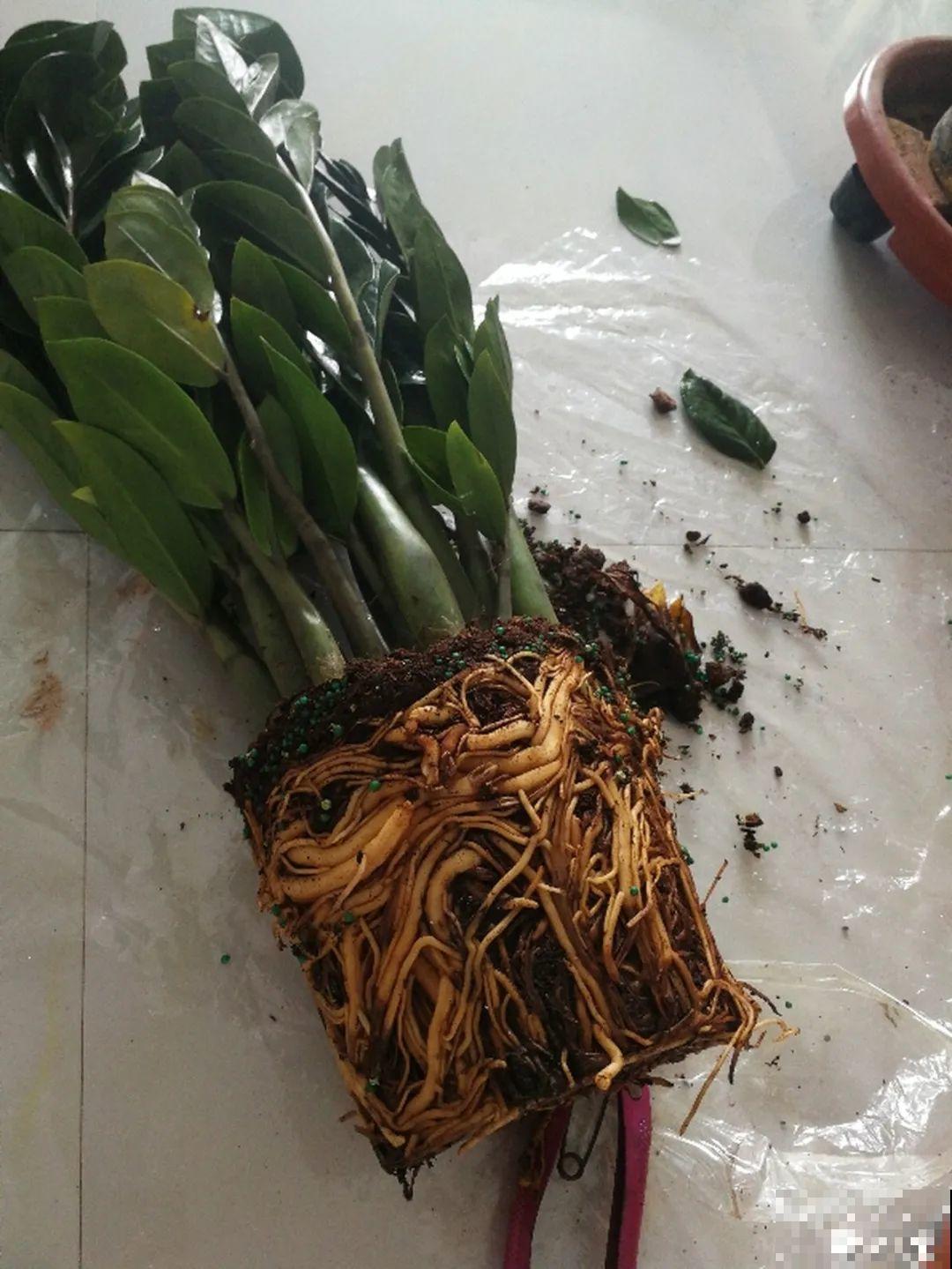 虐着养的花，剪成秃子，半月不浇水，呼呼开花