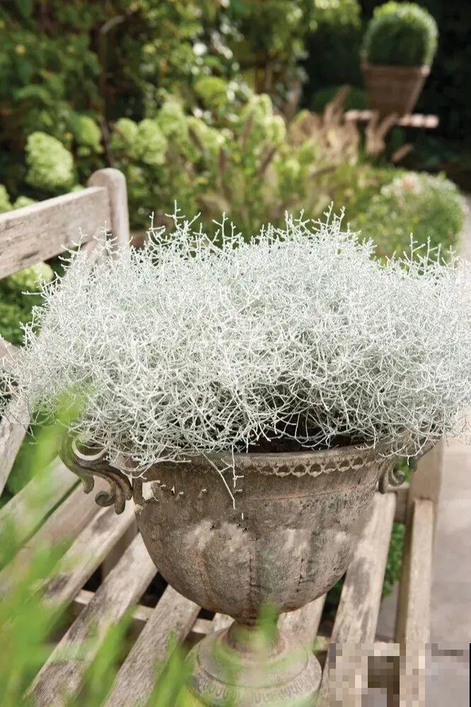 几根枝条插土里，竟然爆满盆，摆家里特别上档次