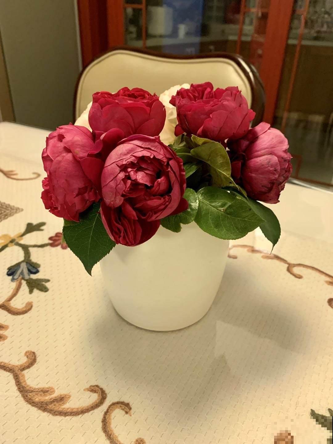 养花不用养太多,这一种花养好了,足够撑起一家门面! 养花不用养太多,这一种花养好了,足够撑起一家门面!