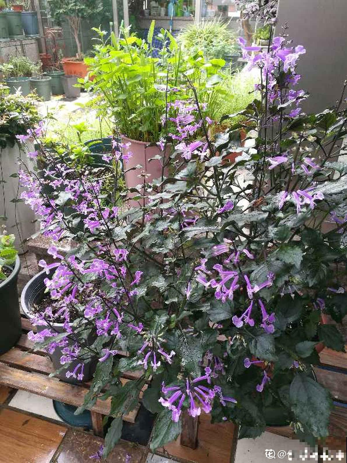 薰衣草中的“艺术品”,名叫莫奈薰衣草,皮实好养开花多 薰衣草中的“艺术品”,名叫莫奈薰衣草,皮实好养开花多