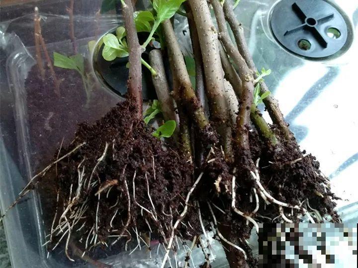 11种常见花，现在扦插，成活率特高